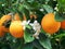 Orange tree