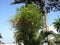 Orange tree in Agadir in Morocco