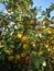 The orange tree bears abundant fruits that are ripe and vibrant yellow in color, creating a tempting sight in the orchard