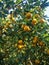 The orange tree bears abundant fruits that are ripe and vibrant yellow in color, creating a tempting sight in the orchard