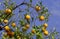ORANGE TREE BRANCH citrus sinensis WITH ORANGES, ORCHARD IN CALIFORNIA