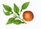 Orange tree (Citrus aurantium)