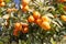 Orange tree - Citrus sinensis