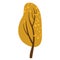 Orange tree with falling leaves. Yellow tree crown. Withering plant with golden foliage. Tree losing leaves Isolated on