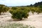 Orange tree fields in the middel of February.