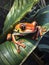 An orange tree frog sits on a large green leaf in the jungle,