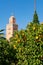 Orange Tree in front of Koutoubia Mosque in Marrakesh Morocco