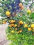 Orange tree and fruit photography