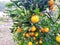 Orange tree and fruit photography