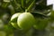 Orange tree with fruits