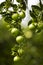 Orange tree with fruits