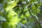 Orange tree with fruits