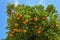 Orange tree with fruits, view from bottom up