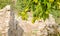 Orange tree with green fruits  in abandoned traditional village in Cyprus