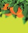 Orange tree with green leaves on the bright green background
