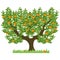 Orange tree with green leaves. Green tree with sweet ripe oranges. The isolated orange tree