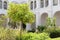 Orange tree growing in Ciutadella garden on Menorca