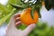 Orange tree human hand holding fruit