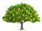 Orange tree isolated 3D illustration