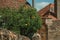 Orange tree laden with ripe fruits on a small courtyard