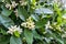 Orange tree or neroli white fragrant flowers and buds after spring rain