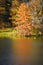 Orange Tree, Reflection, Geese Swimming