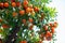 Orange tree with ripe fruits. Tangerine. Branch of fresh ripe oranges with leaves in sun beams. Satsuma tree picture