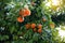 Orange tree with ripe fruits. Tangerine. Branch of fresh ripe oranges with leaves in sun beams. Satsuma tree picture