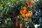 Orange tree with ripe fruits. Tangerine. Branch of fresh ripe oranges with leaves in sun beams. Satsuma tree picture