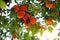 Orange tree with ripe fruits. Tangerine. Branch of fresh ripe oranges with leaves in sun beams. Satsuma tree picture.
