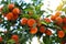 Orange tree with ripe fruits. Tangerine. Branch of fresh ripe oranges with lush leaves in sun beams. Satsuma tree picture