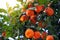 Orange tree with ripe fruits. Tangerine. Branch of fresh ripe oranges with lush leaves in sun beams. Satsuma tree picture