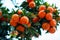 Orange tree with ripe fruits. Tangerine. Branch of fresh ripe oranges with lush leaves in sun beams. Satsuma tree picture