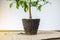 Orange tree with roots in the ground in the form of a pot. Preparing the plant for transplanting into the ground