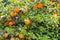 Orange tree at Sicilian Island