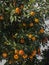 The orange tree is strewn with ripe orange fruits