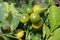 Orange Tree, Tangerine Tree, Fruits and Leaves, Close-up