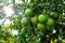 Orange tree with unripe fresh oranges. Selective focus