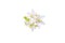Orange tree white flowers and buds bunch isolated on white. Transparent png additional format