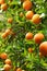 Orange trees