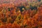 Orange trees. Autumn forest, many trees in hills, orange oak, yellow birch, green spruce, Bohemian Switzerland National Park, Czec