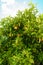 Orange Trees In Barcelona, Spain