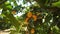 Orange trees in the field