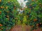 Orange trees garden full of oranges