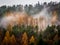 Orange trees in the mist on steep slope