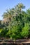 Orange Trees and Palm Trees at Cyber Park in Marrakesh Morocco