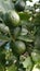 Orange trees in plantation, citrus unripe hanging on a tree.