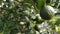 Orange trees in plantation, citrus unripe hanging on a tree. Agriculture background image.