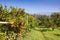 Orange trees plantations