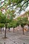 Orange trees in a small square in Sevilla, Spain